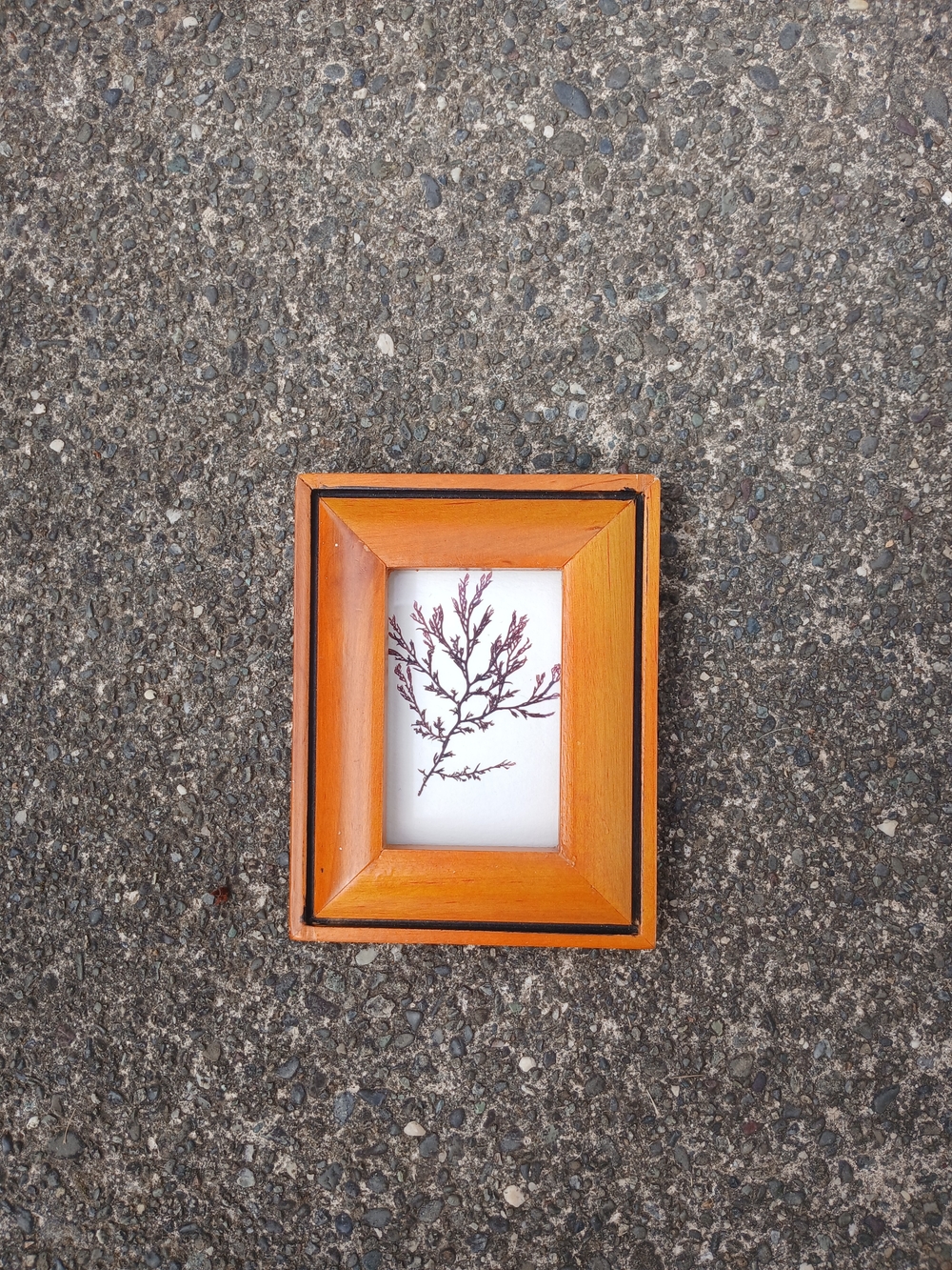 Wooden Orange Picture Frame with Botanical Print